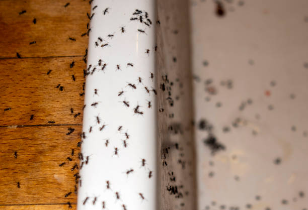 Best Flea Control Services  in Woodside, CA